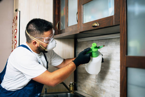 Best Local Pest Control Services  in Honokaa, HI