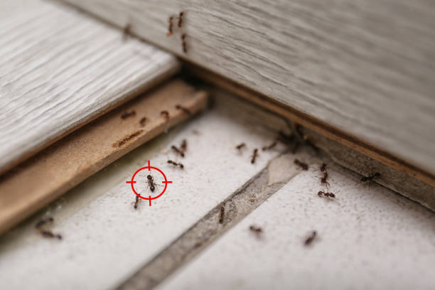 Professional Pest Control in Honokaa, HI